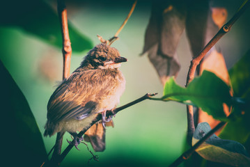 Baby birds waiting on their mother (Pycnonotus erythropthalmos)