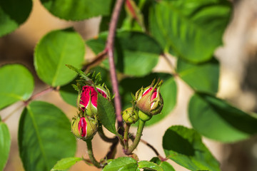 Obraz premium Nahaufnahme einer aufblühenden Knospe einer roten Rose