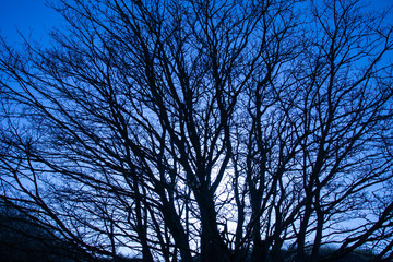Tree on blue background