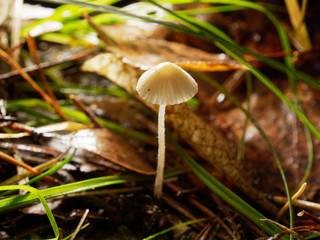 Little beautiful mushroom. Sunny day. Mycena Filopes.
