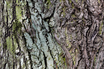Bark texture