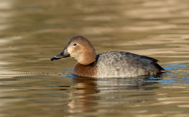 Pochard Female Swimming