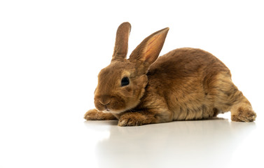 Baby of brown bunny rabbit isolated on white background.