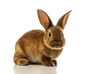 Fototapeta na wymiar Baby of brown bunny rabbit isolated on white background.