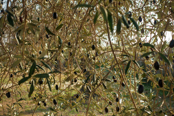 The green branches of an olive tree in Sant Mateu