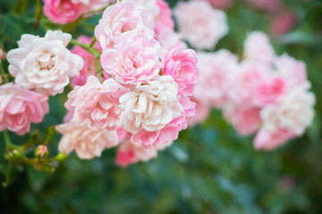Beautiful pink roses flower in the garden