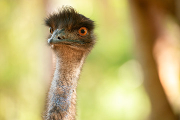 Australian Emu also known as Dromaius novaehollandiae