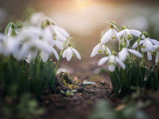 snowdrop flowers in backlight at sunrise