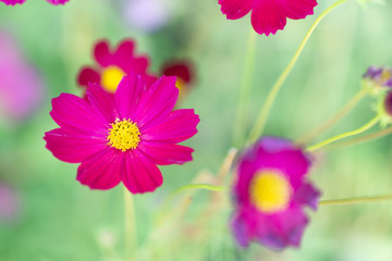 Closeup beautiful pink cosmos flower in the field with sunlight at morning, selective focus