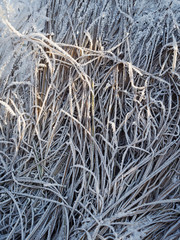 frozen grass background