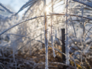 frozen grass in backlight