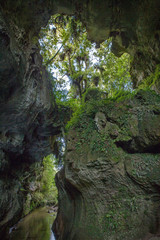 Mangapohue Natural Bridge Forest New Zealand Caves