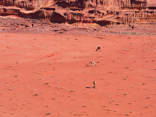Fototapeta na wymiar Camel in the desert (Wadi Rum desert in Jordan), one hump camel, Dromedary
