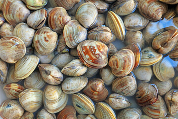 Shell seafood products piled up