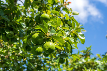 Green leaves and avocado fruits on tree in a tropical garden, close up, Tanzania, Africa