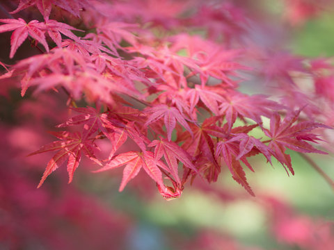 red japanese maple leaves on soft blurred green background