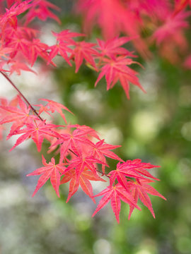 red japanese maple leaves with soft blurred background