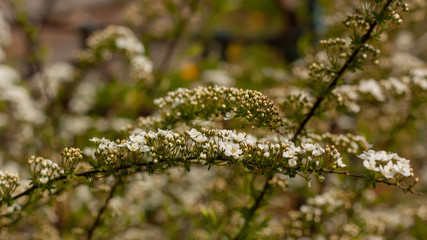 Spirea branch with white flowers on a blurred background.