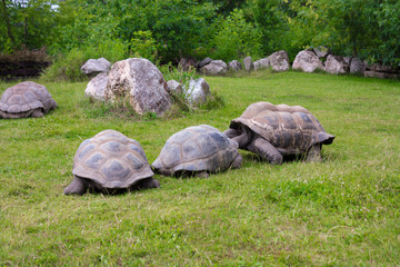Three galapagos tortoises and one behind on the green grass