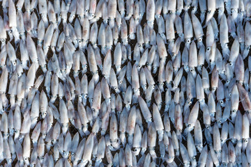 Fresh squids are dried in the sun on the island of Koh Phangan, Thailand