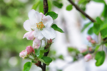 Apple tree is blooming with white petals. Spring background of nature, green bokeh. Greeting card for Womens day. Blooming park in city.
