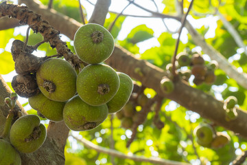 Green guava figs  at the base of the tree.