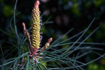 Cone of the tropical pine close up with dark blurred background. Copy space.