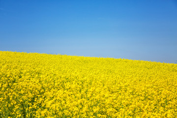 Obraz premium 유채꽃 풍경