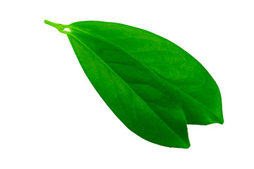 Obraz premium citrus leaves isolated on white background. top view