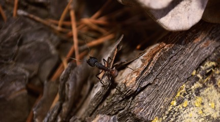 Hormiga en el bosque