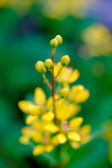 Obraz na płótnie Canvas Yellow flowers (Galphimia, Gold Shower) growing, green leaves, bush in park