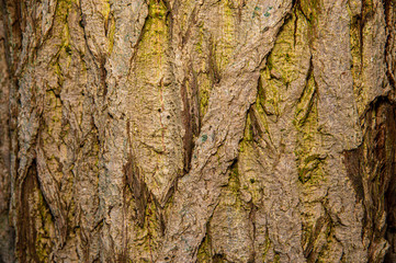 Background of a light brown tree bark.