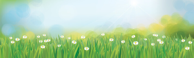 Vector summer,  nature background, blue sky and green grass.