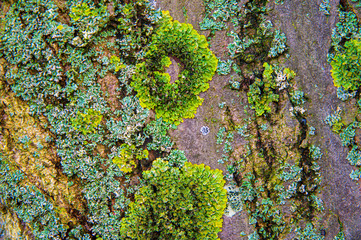 Background of the tree bark with blue and green circles of moss.