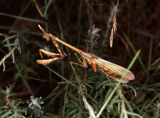 Empusa fasciata Mantis Insect Entomology