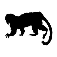 Cottontop Tamarin (Saguinus Oedipus) Silhouette Vector Found In Map Of South America