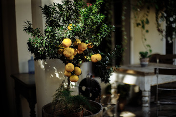 Lemon tree in Prague cafe