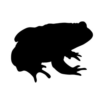 Common Toad (Bufo Bufo) Silhouette Vector Found In Map Of Europe