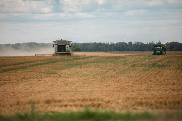 Cosechando grano en una cosechadora de campo
