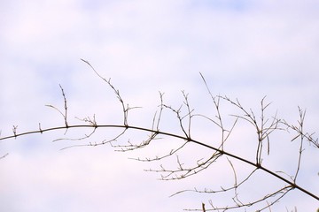 branches of tree on background of blue sky