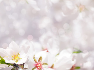 Obraz na płótnie Canvas Defocus image with almond flowers