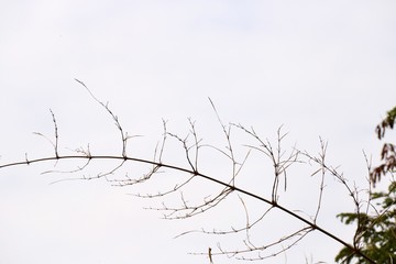 branches of tree