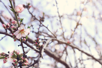 Fototapeta na wymiar background of spring cherry blossoms tree. selective focus