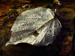 Drops of dew on a leaf. Dew on an autumn leaf close-up.