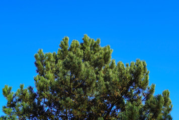 The crown of a coniferous tree against the sky.
