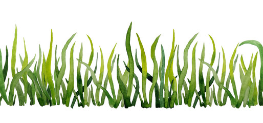 Seamless horizontal hand drawn border with green grass. Eco Natural organic ecological illustration for healthy labels packaging. Vivid bright blades of grass meadow plants. Fresh vegetation isolated