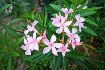 Obraz na płótnie Canvas Blooming Oleander rose laurel flower ,Rose Bay (Nerium oleander) is poisonous small evergreen perennial shrub has beautiful blossoms of fragrant pink flower use as ornamental plant