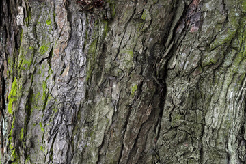 Bark texture