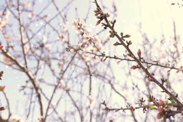 background of spring cherry blossoms tree. selective focus