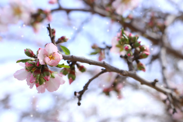 background of spring cherry blossoms tree. selective focus
